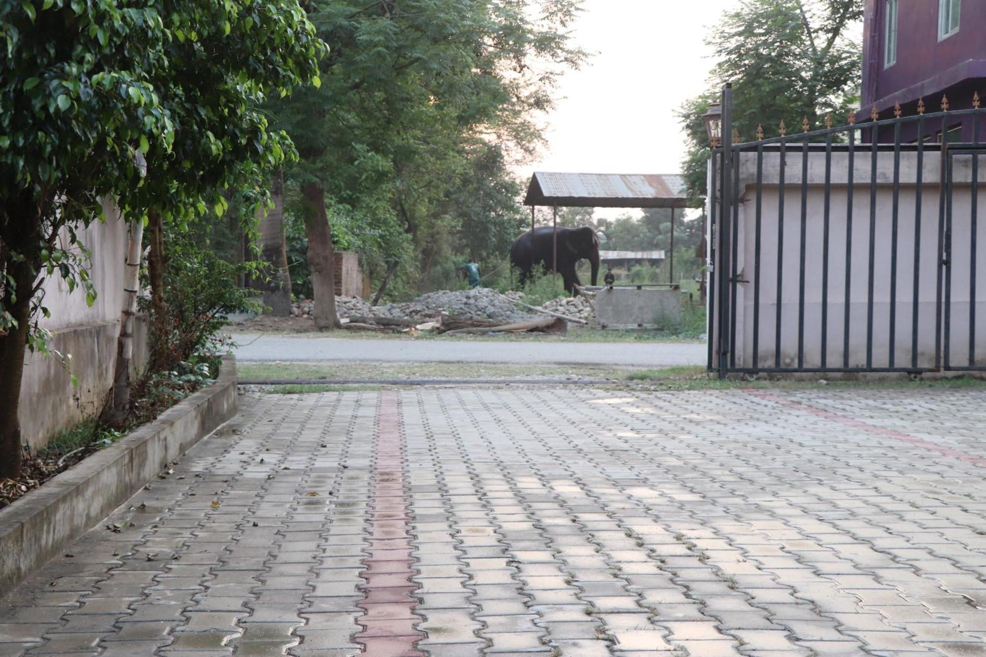 Hotel Flycatcher Chitwan- A Jungle Safari Home سوراها المظهر الخارجي الصورة