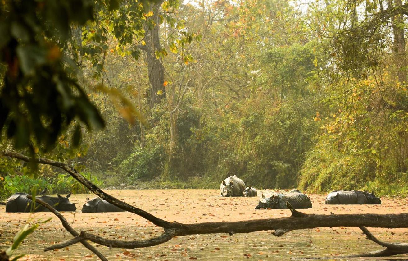 Hotel Flycatcher Chitwan- A Jungle Safari Home سوراها المظهر الخارجي الصورة